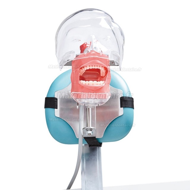 Jingle C6-3 modèle de pratique de chirurgie dentaire simulation dentaire compatible Nissin Kilgore